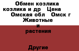 Обмен козлика  козлика и др › Цена ­ 3 500 - Омская обл., Омск г. Животные и растения » Другие животные   
